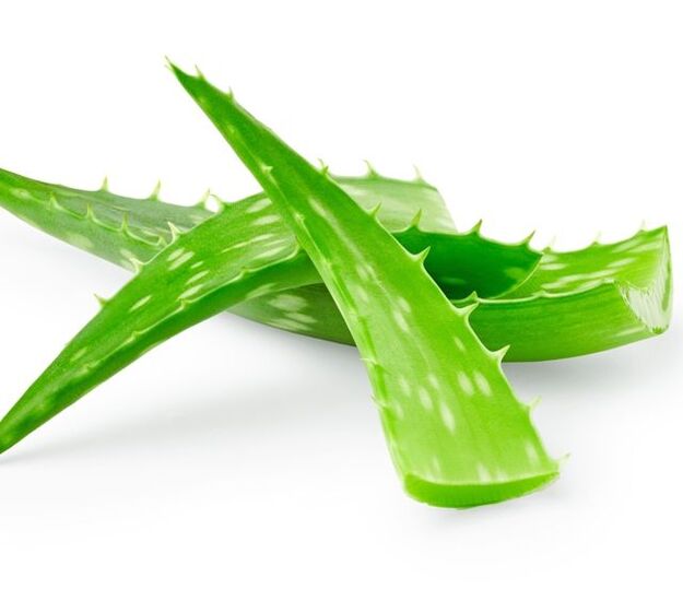 Aloe na liečbu papilómov